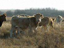 cows0013.gif